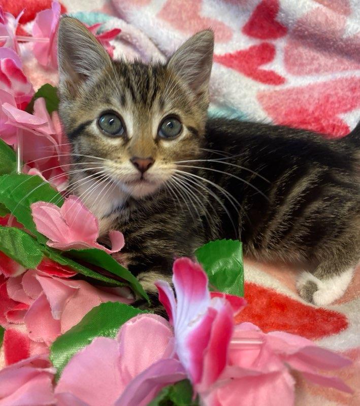 Gabby, a ADOPTABLE Domestic Short Hair in Colusa, CA image 4/6