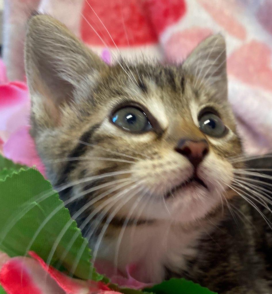 Gabby, a ADOPTABLE Domestic Short Hair in Colusa, CA image 6/6