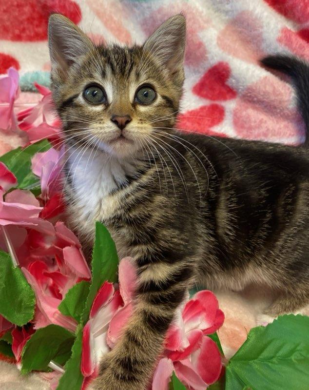 Gabby, a ADOPTABLE Domestic Short Hair in Colusa, CA image 5/6