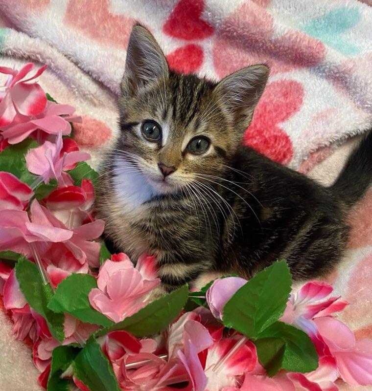 Gabby, a ADOPTABLE Domestic Short Hair in Colusa, CA image 3/6