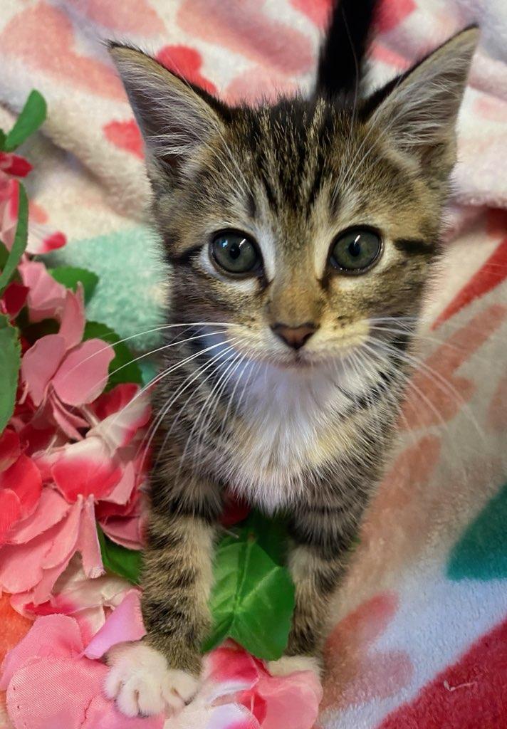Gabby, a ADOPTABLE Domestic Short Hair in Colusa, CA image 2/6