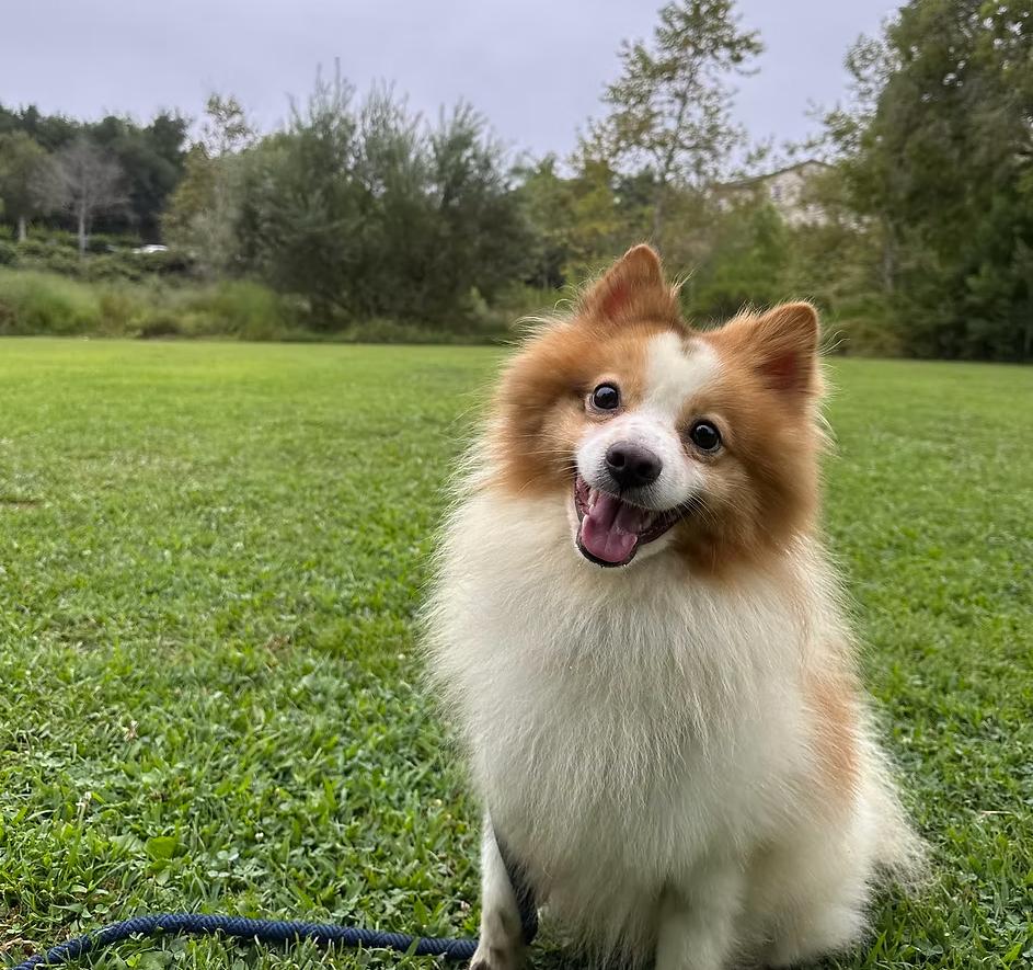 Enlarge Raider, a Adopted Pomeranian in Placentia, CA image 2/2