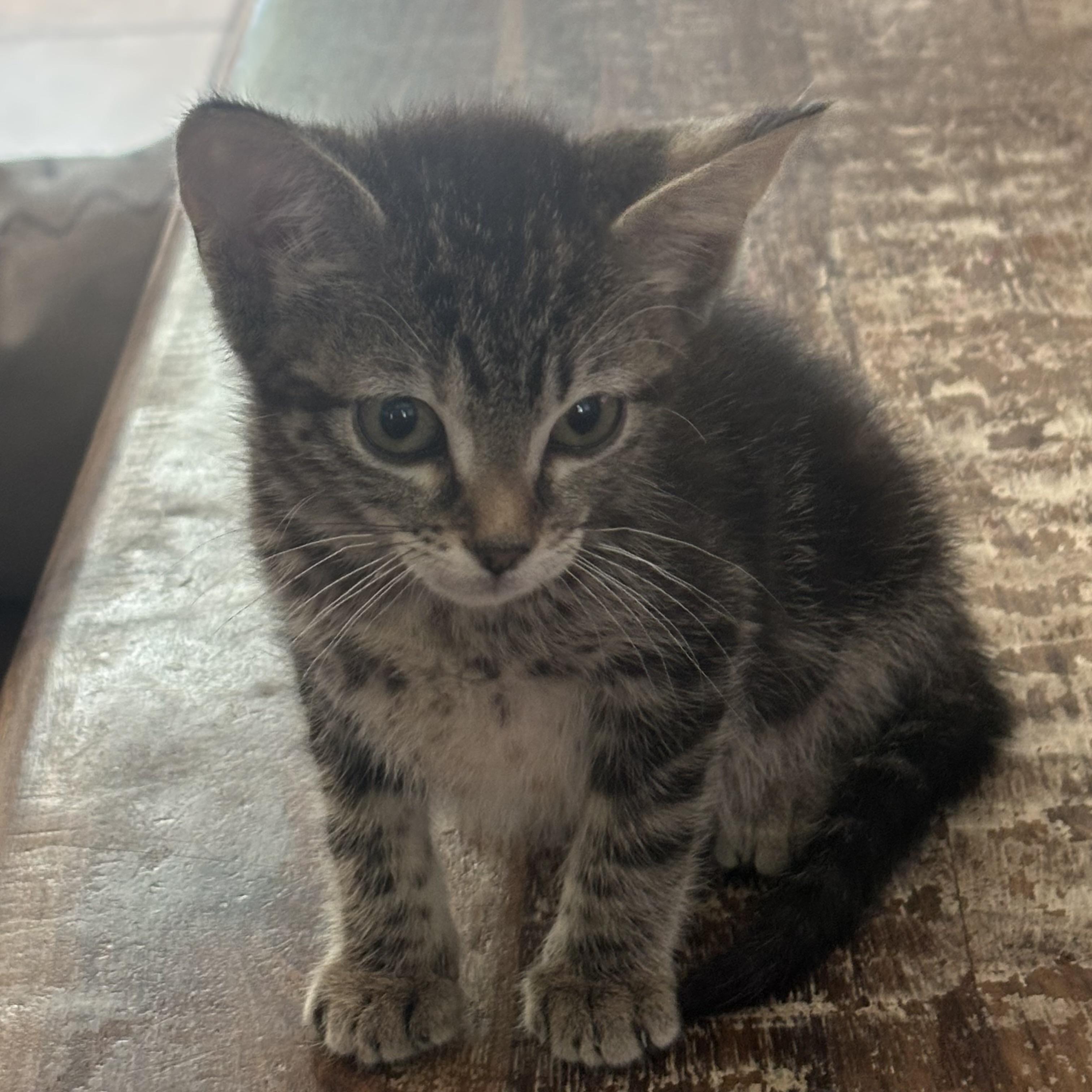 Nova Vibe, Young Female Domestic Short Hair