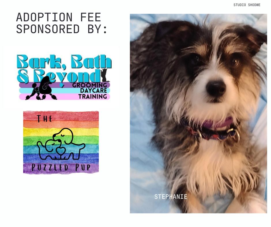 Enlarge Stephanie, a Adoptable mixed breed in Elkhart , IN image 1/6