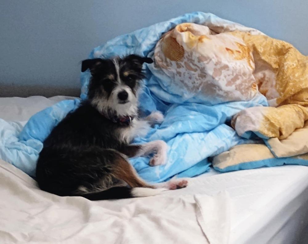 Stephanie., Adoptable, Adult Female Terrier.