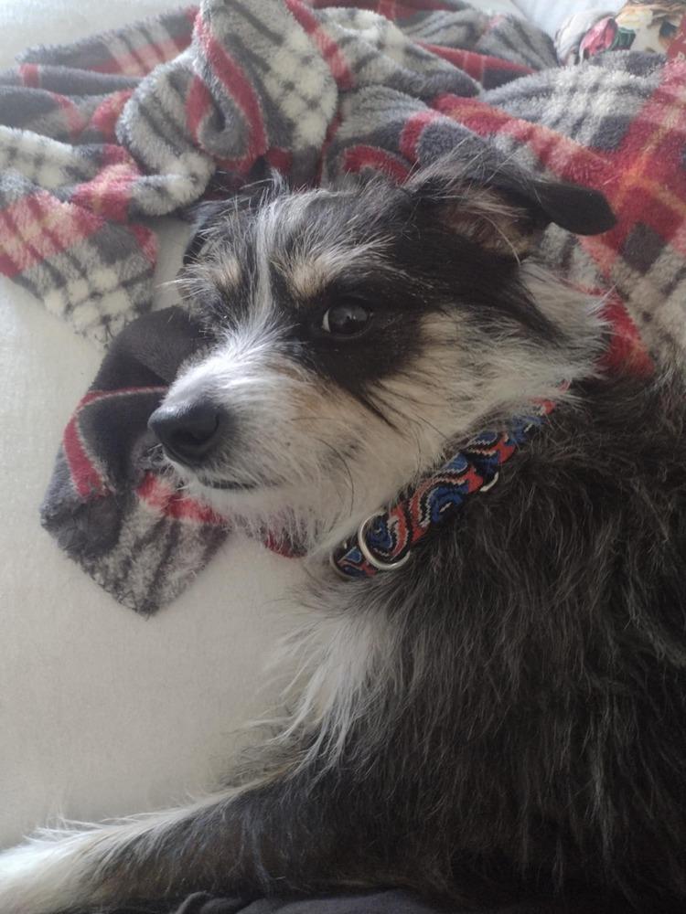 Enlarge Stephanie., a Adoptable mixed breed in Elkhart , IN image 2/6