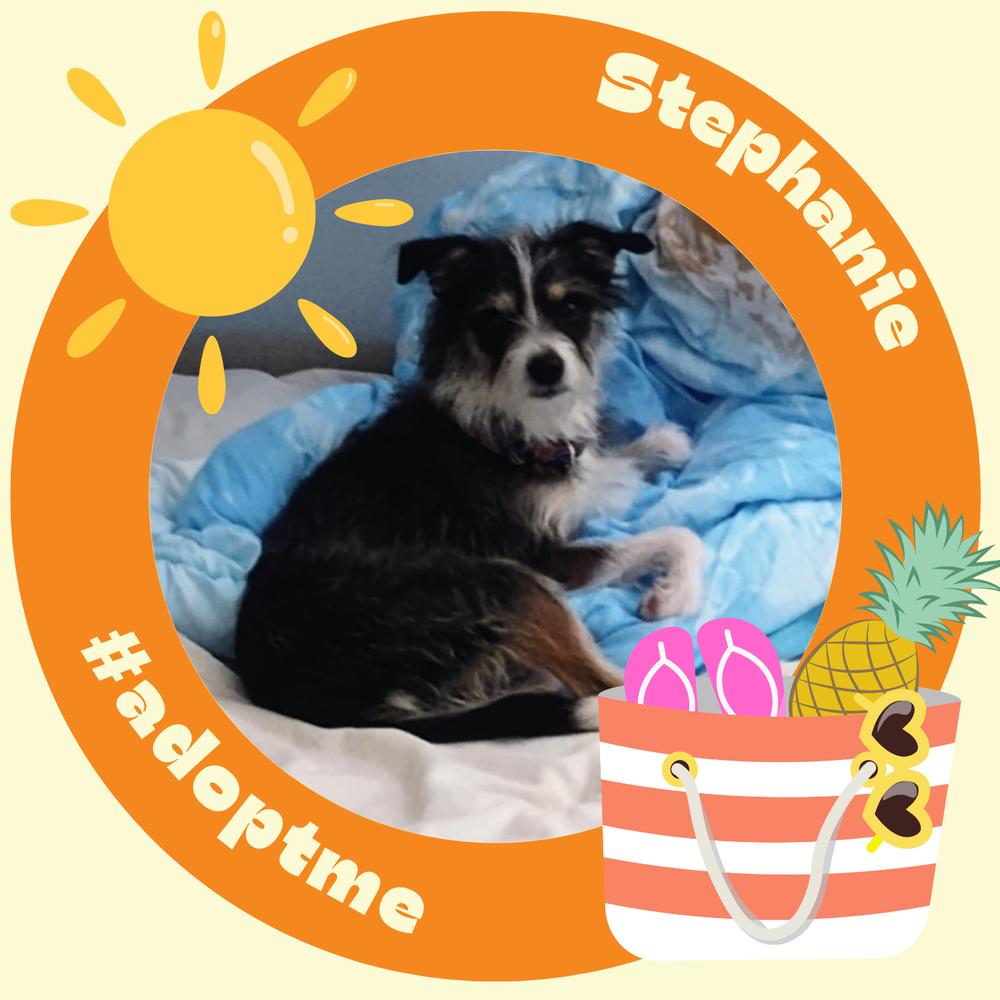 Enlarge Stephanie, a Adoptable mixed breed in Elkhart , IN image 3/6