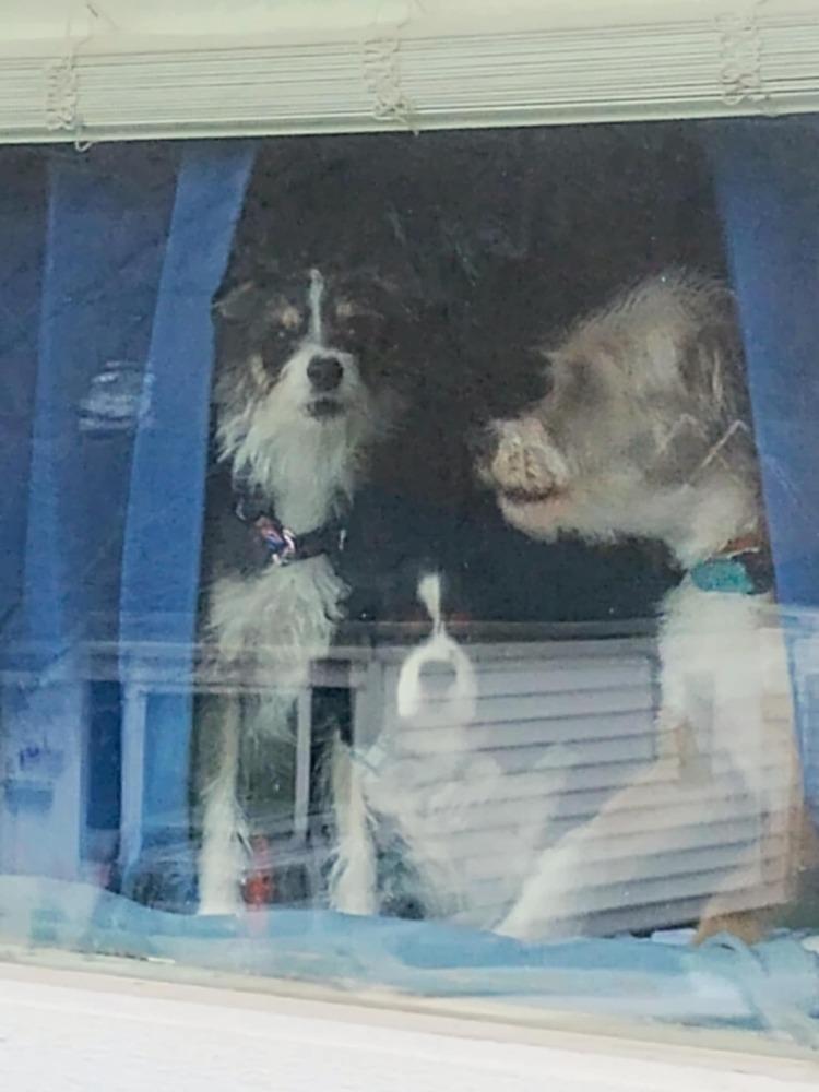 Enlarge Stephanie., a Adoptable mixed breed in Elkhart , IN image 3/6