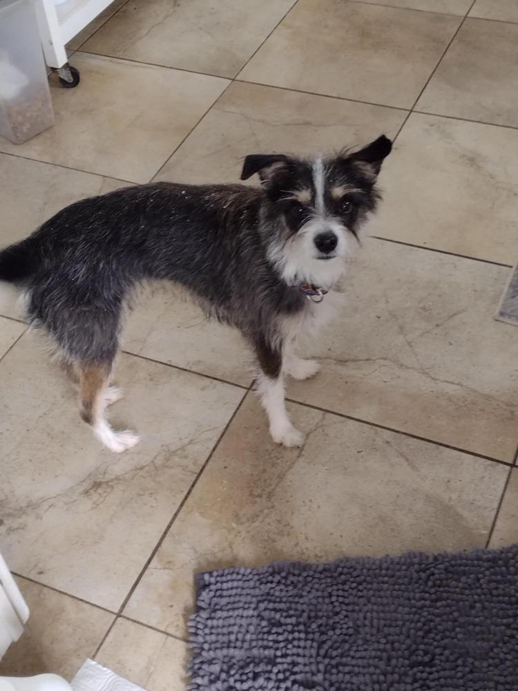 Enlarge Stephanie., a Adoptable mixed breed in Elkhart , IN image 4/6