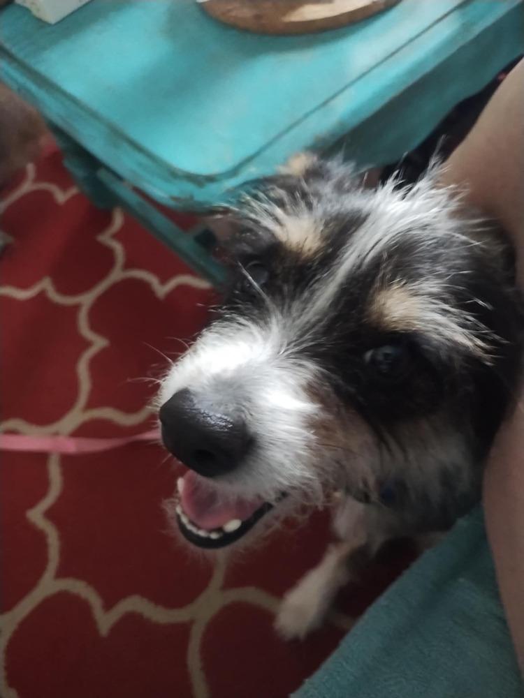 Enlarge Stephanie., a Adoptable mixed breed in Elkhart , IN image 5/6