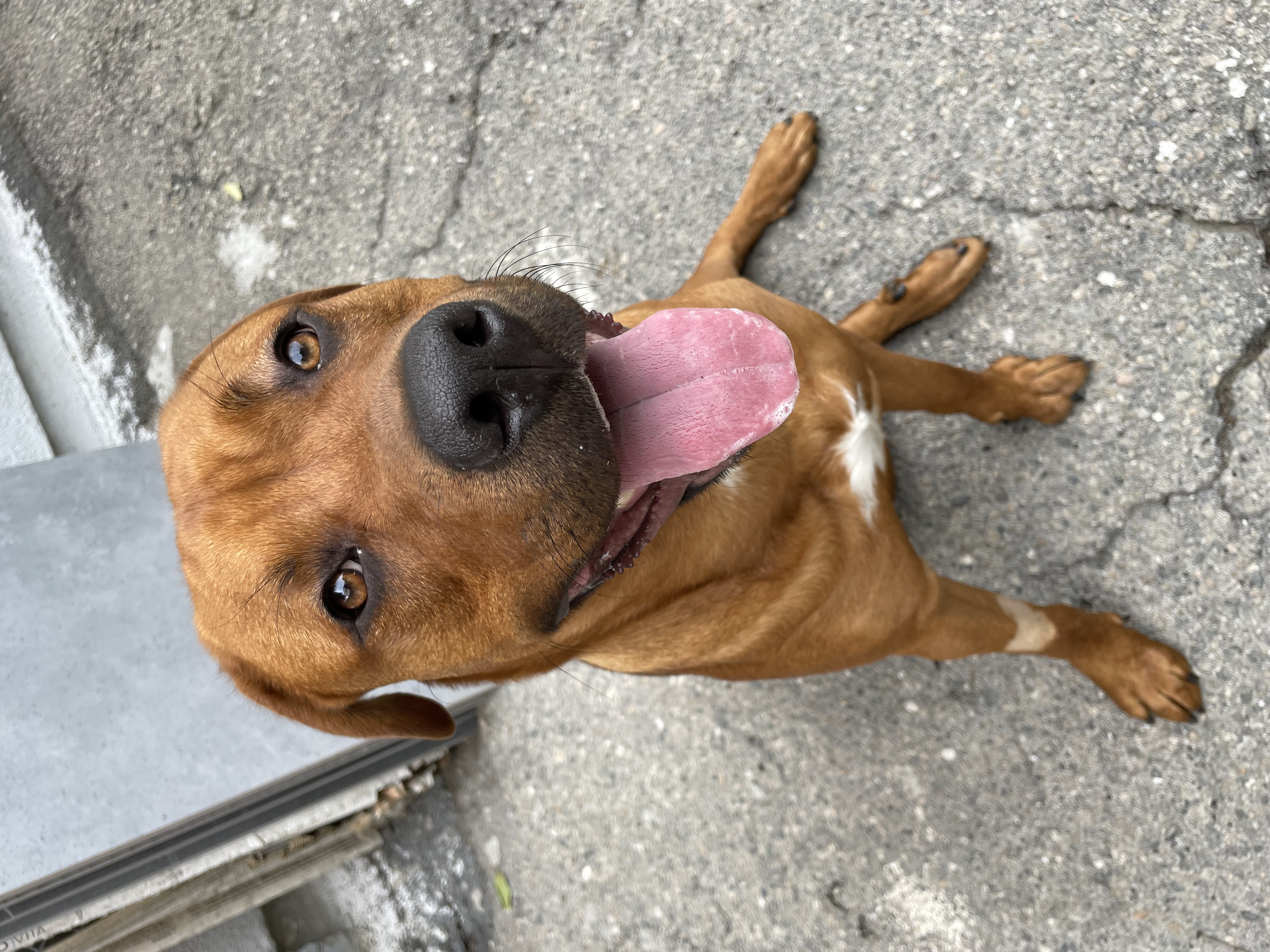 Sir Oliver, a Adoptable mixed breed in Long Beach, CA image 1/6