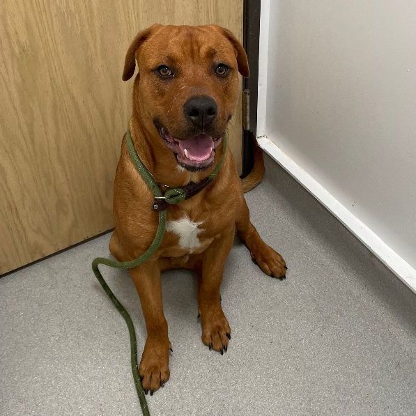 Sir Oliver, a Adoptable mixed breed in Long Beach, CA image 3/6