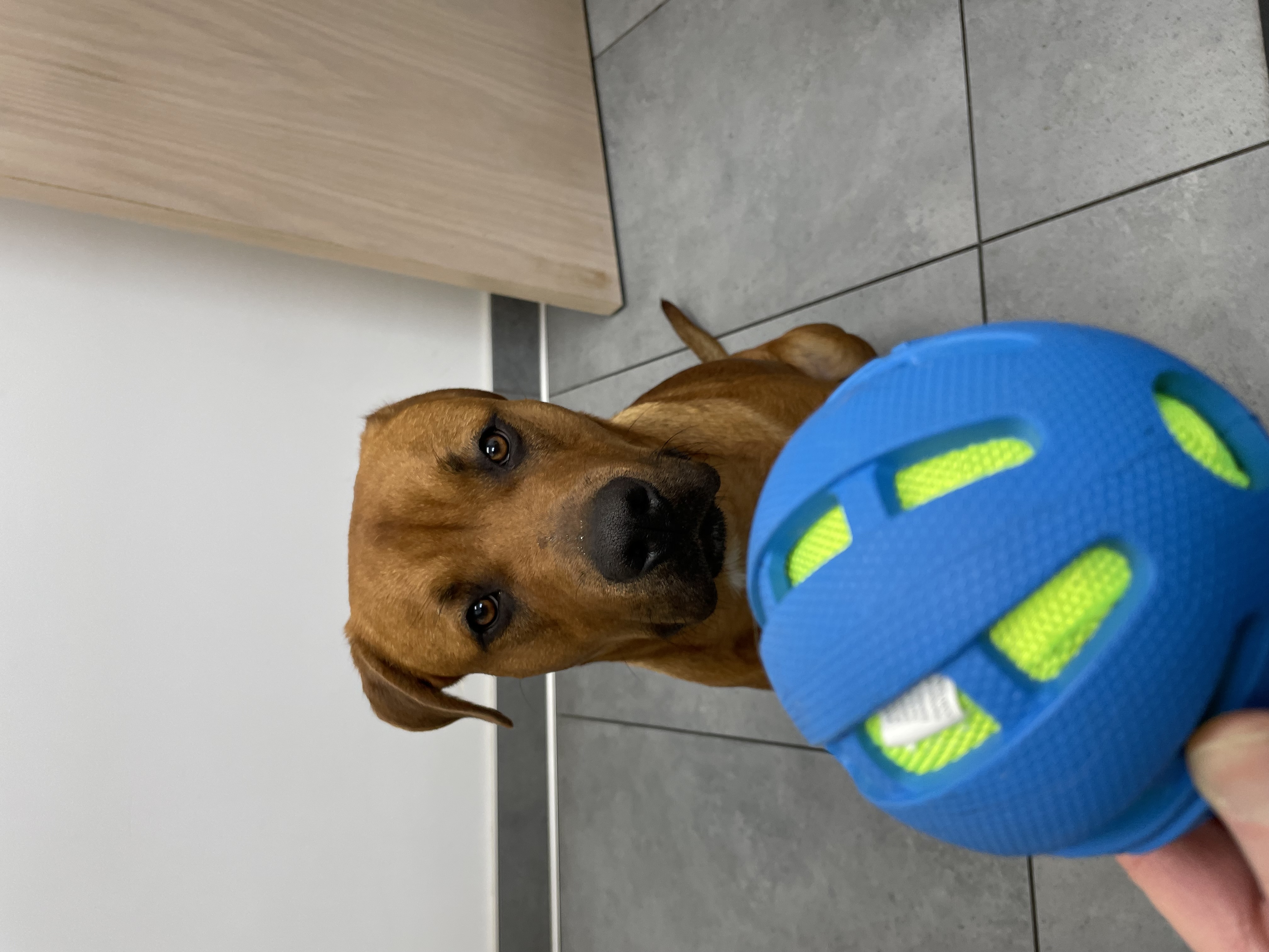 Sir Oliver, Adoptable, Young Male Pit Bull Terrier & Retriever.