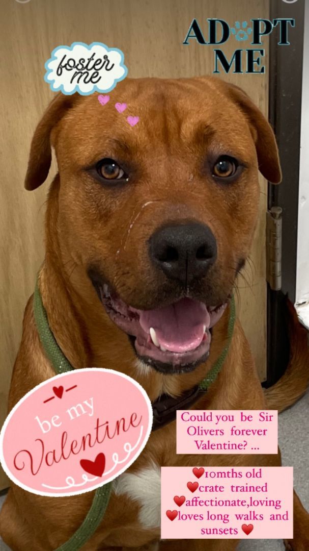 Sir Oliver, a Adoptable mixed breed in Long Beach, CA image 4/6