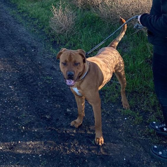 Sir Oliver, a Adoptable mixed breed in Long Beach, CA image 5/6