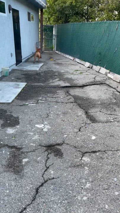 Enlarge Sir Oliver, a Adoptable mixed breed in Long Beach, CA video 2/6