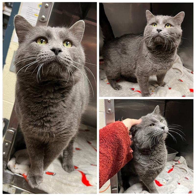 Enlarge Geronimo , an adopted Domestic Short Hair in Dublin, VA image 1/1