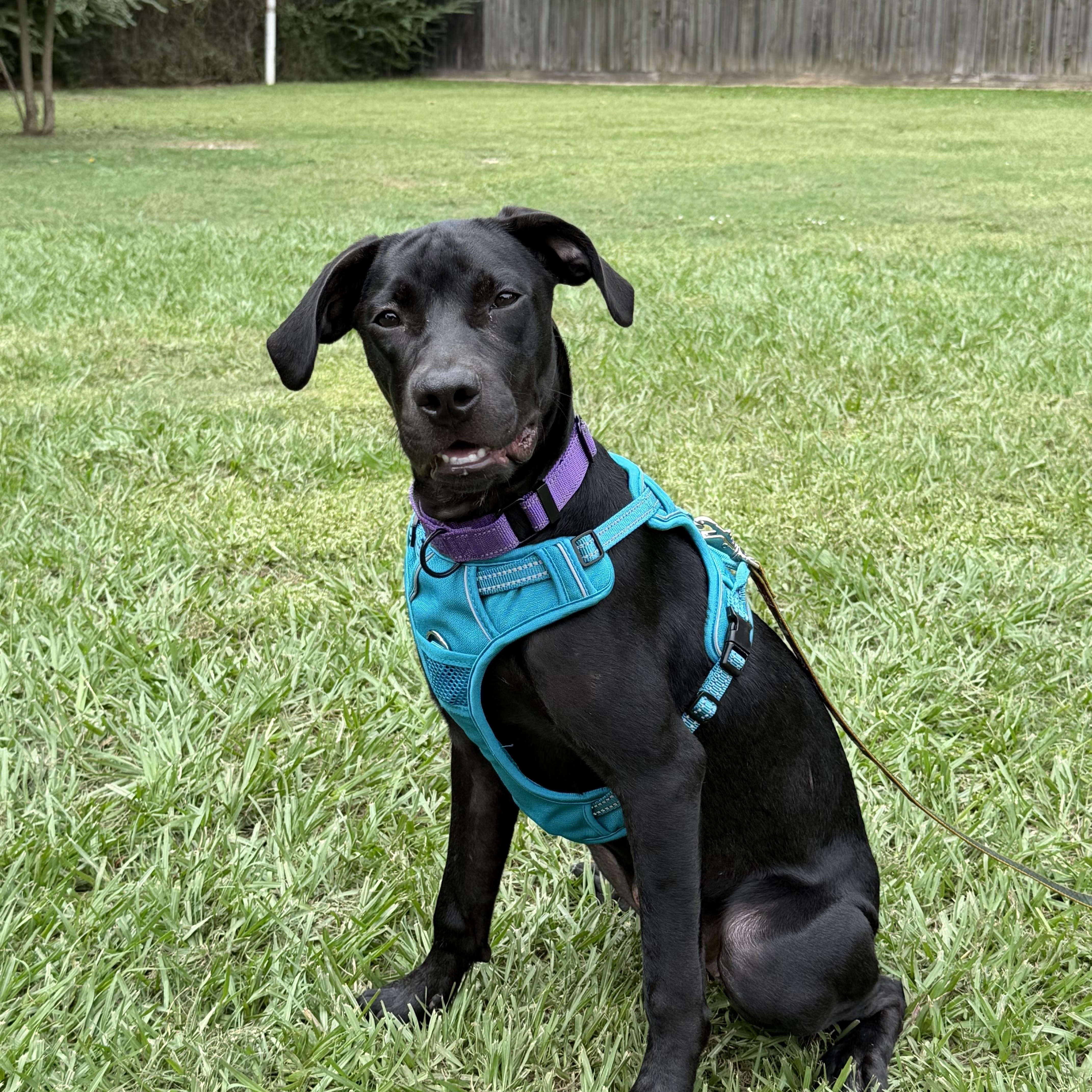 Enlarge Panther, a Adopted mixed breed in Austin, TX image 2/4