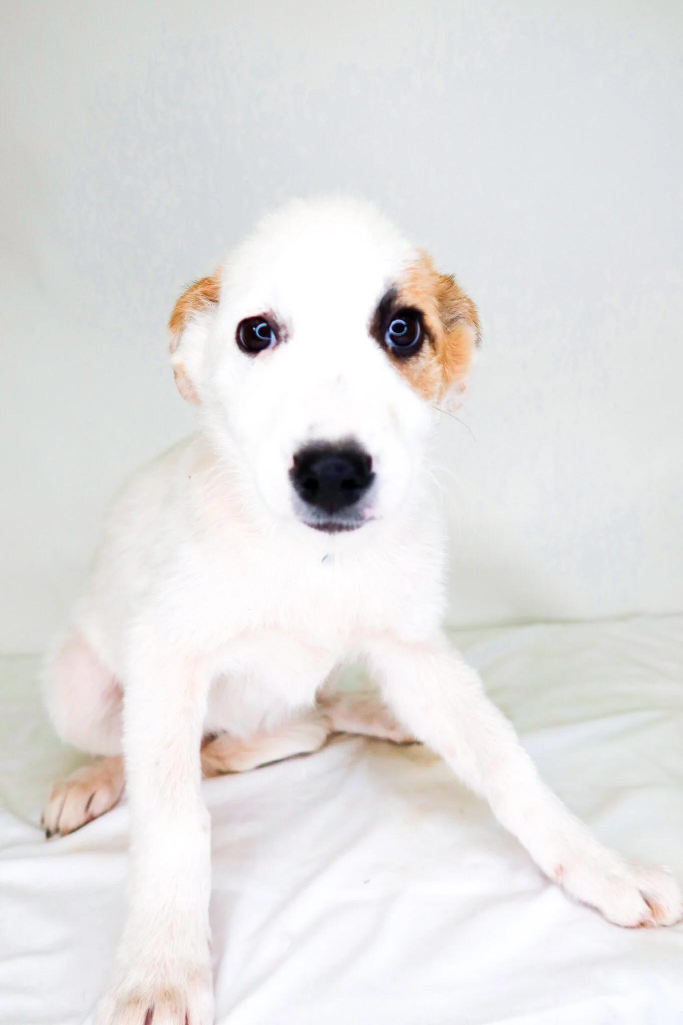 Enlarge Sugar Cookie Latte, a ADOPTABLE mixed breed in Bixby, OK image 4/4