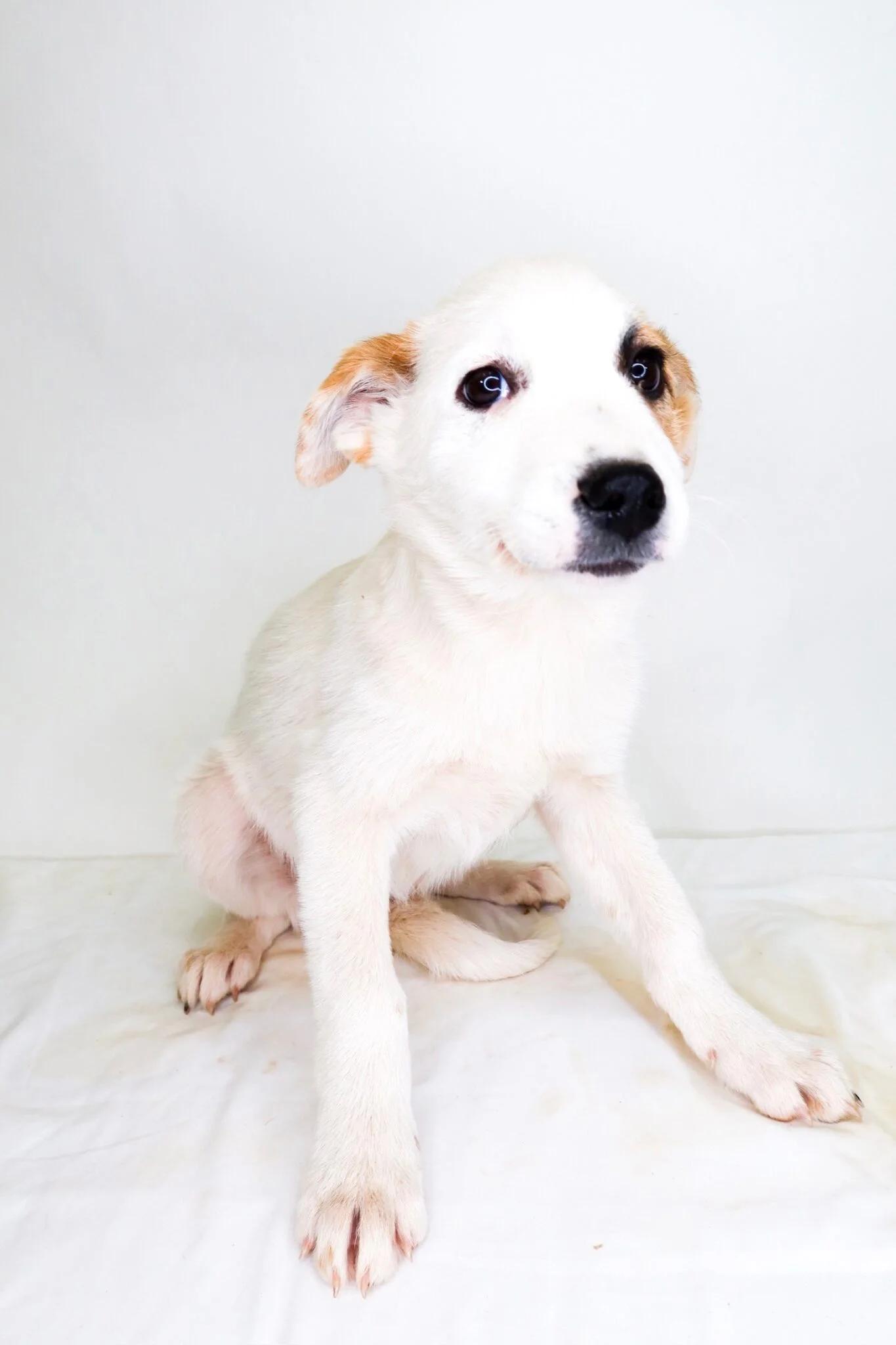 Enlarge Sugar Cookie Latte, a ADOPTABLE mixed breed in Bixby, OK image 2/4