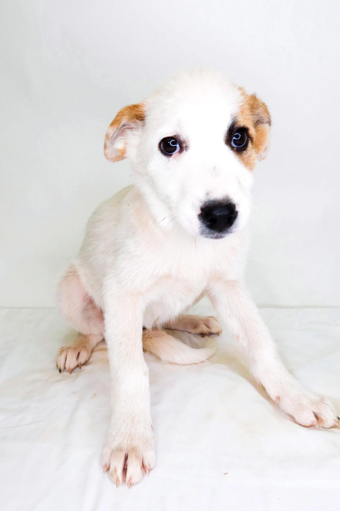 Sugar Cookie Latte, ADOPTABLE, Puppy Female Australian Cattle Dog / Blue Heeler & Great Pyrenees.