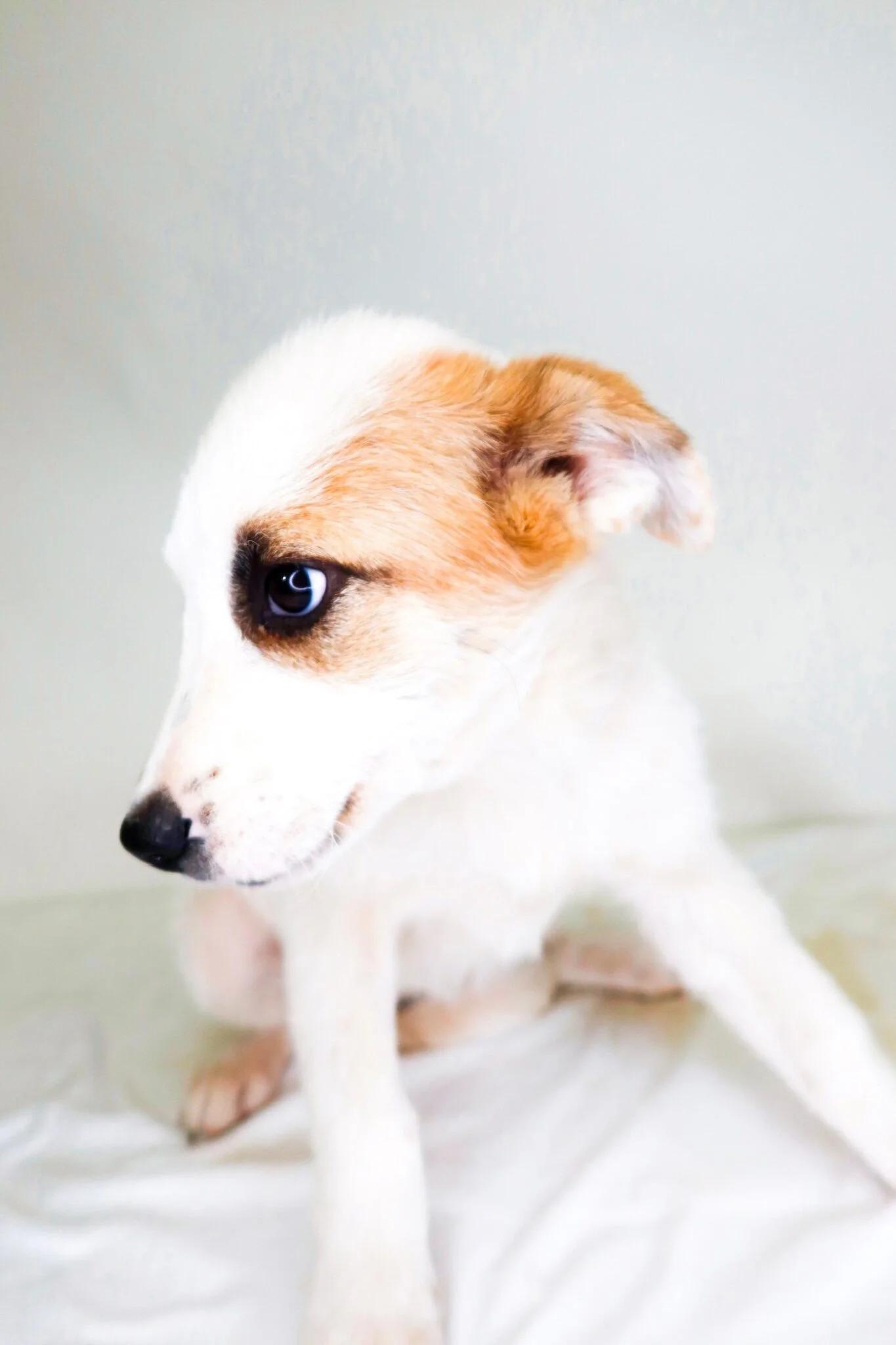 Enlarge Sugar Cookie Latte, a ADOPTABLE mixed breed in Bixby, OK image 3/4