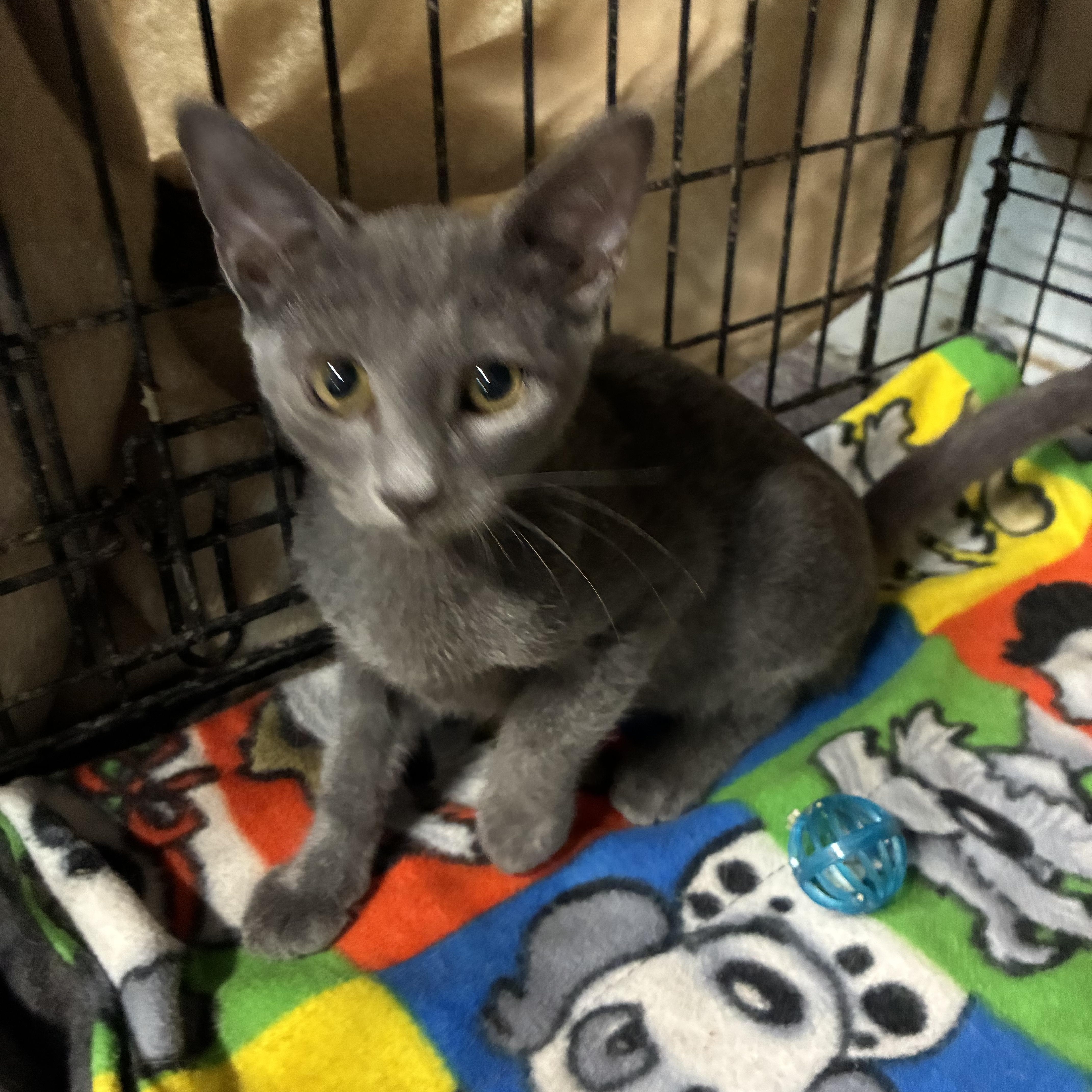 Duke, Adoptable, Kitten Male Domestic Short Hair.