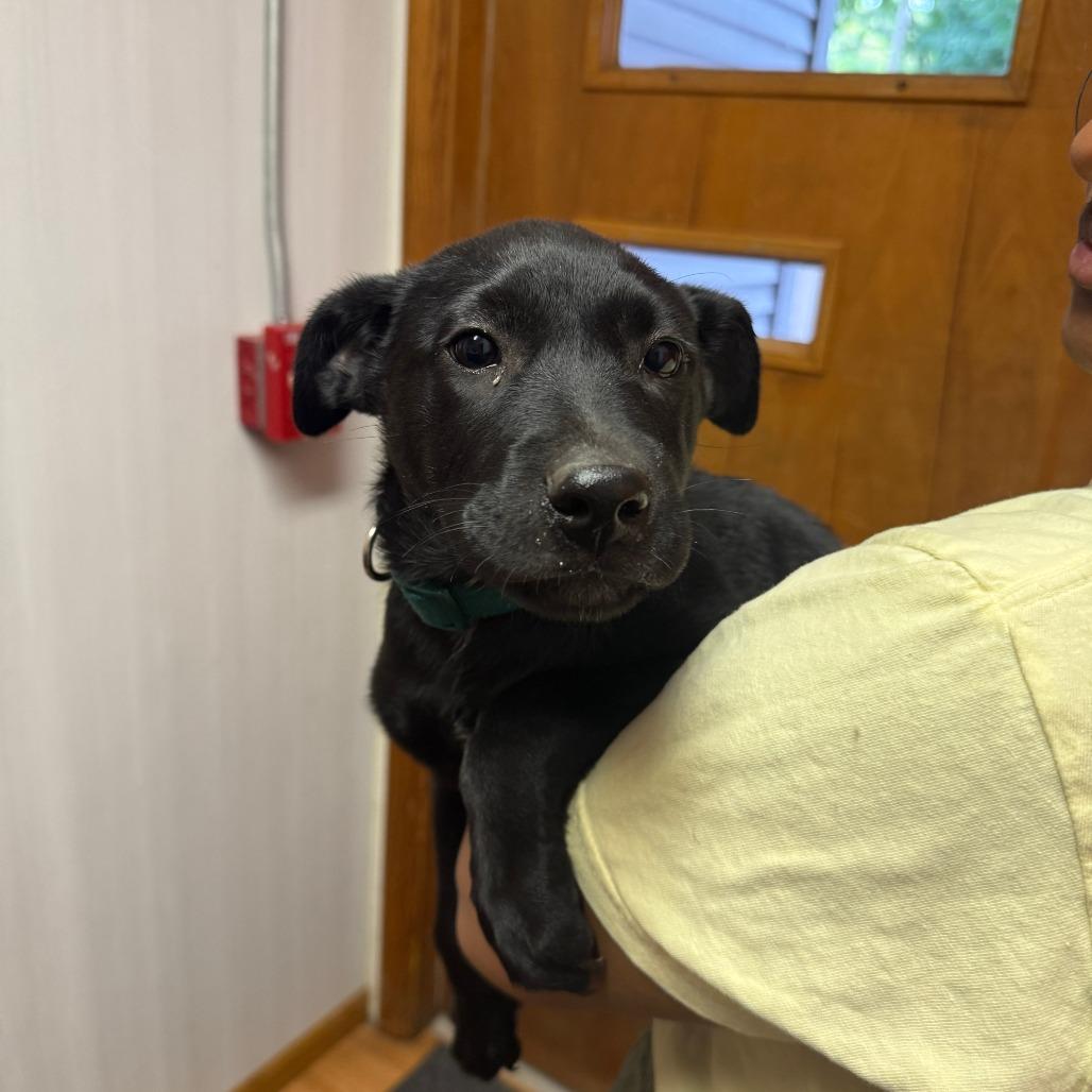 Boomer, Adoptable, Puppy Male Labrador Retriever & Mixed Breed.