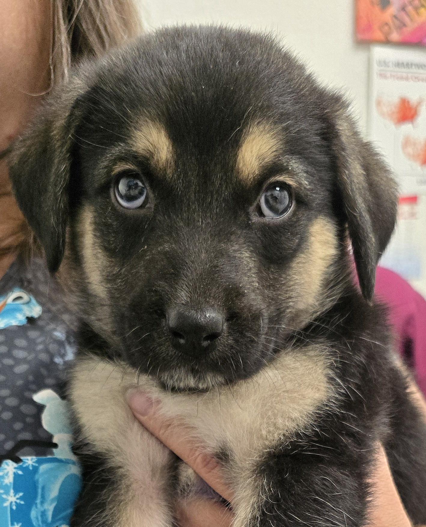 Enlarge Rowdy, a Adopted mixed breed in Woodland, CA image 1/2