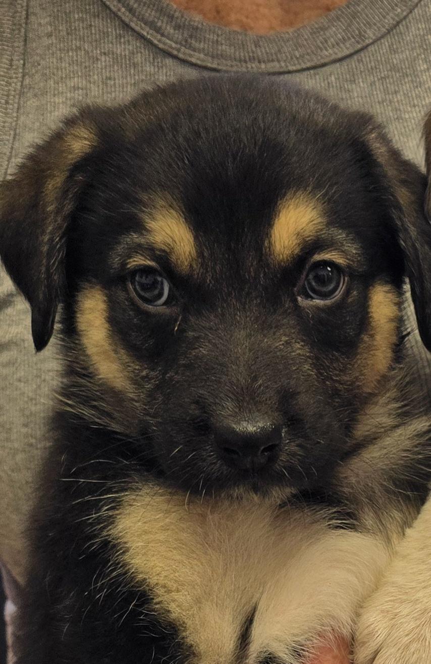 Enlarge Rowdy, a Adopted mixed breed in Woodland, CA image 2/2