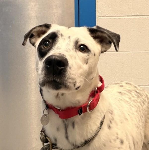 Oreo, Adoptable, Adult Male Australian Cattle Dog / Blue Heeler.