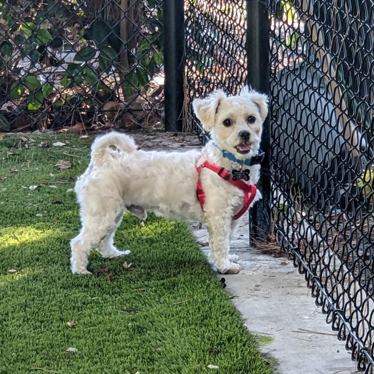 Enlarge Cap, an adopted mixed breed in Orange, CA image 1/6