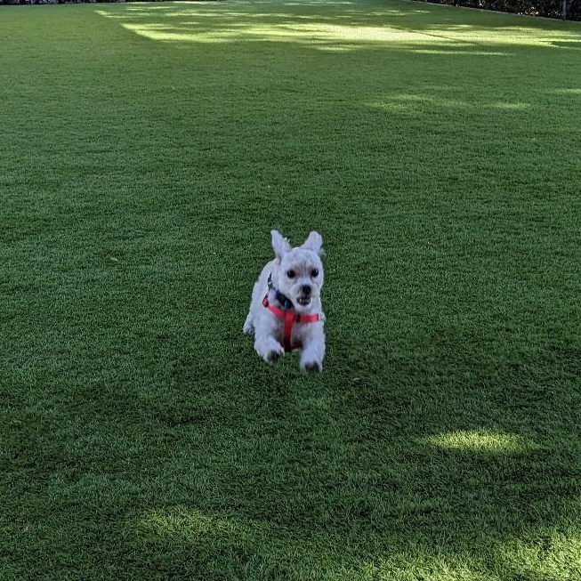 Enlarge Cap, an adopted mixed breed in Orange, CA image 2/6