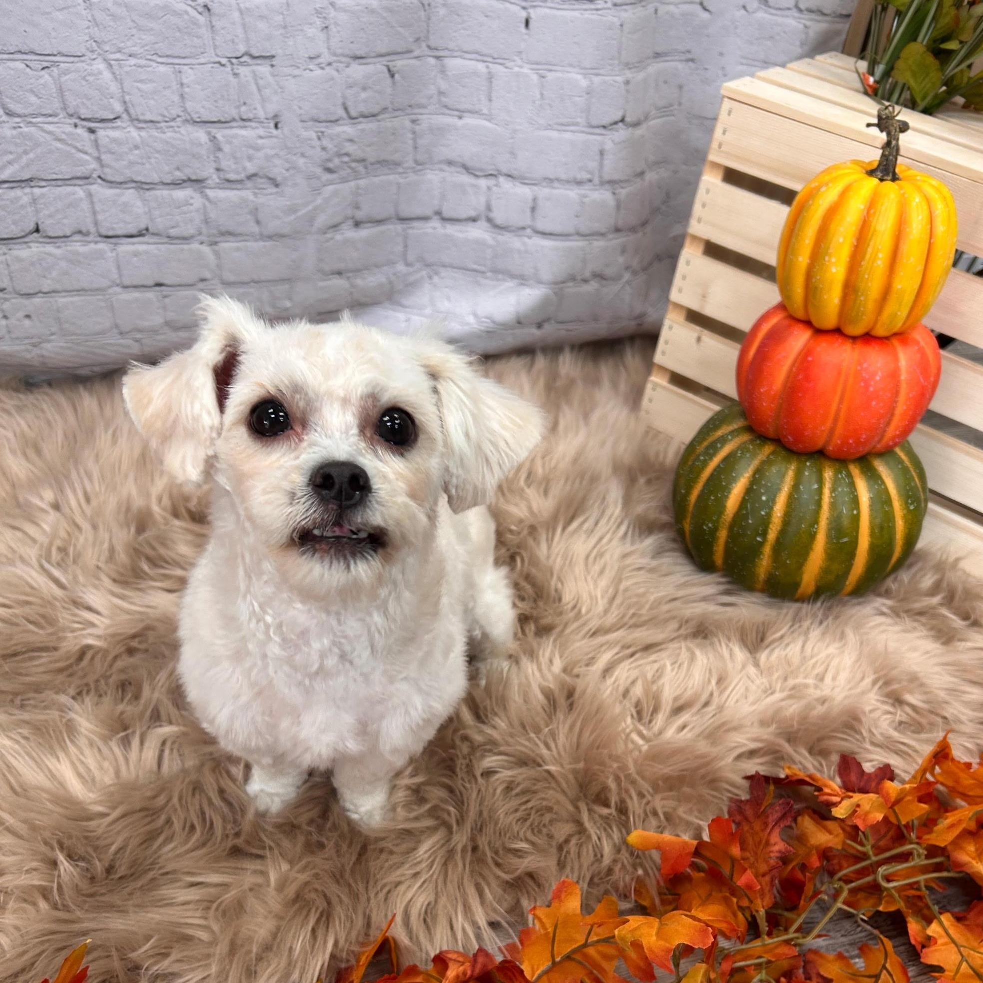 Enlarge Cap, an adopted mixed breed in Orange, CA image 6/6