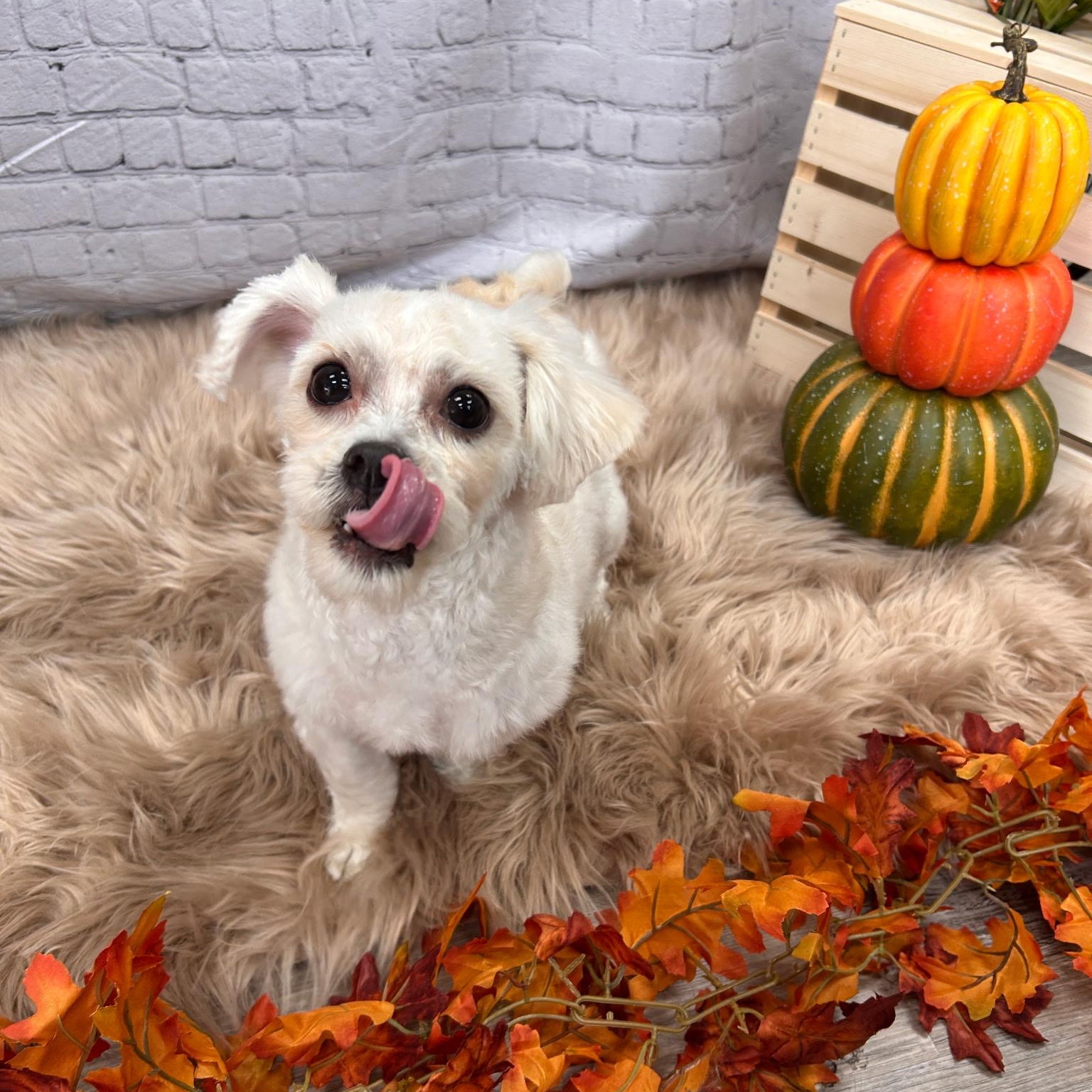 Enlarge Cap, an adopted mixed breed in Orange, CA image 4/6