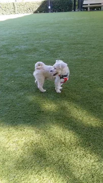 Enlarge Cap, an adopted mixed breed in Orange, CA video 5/6