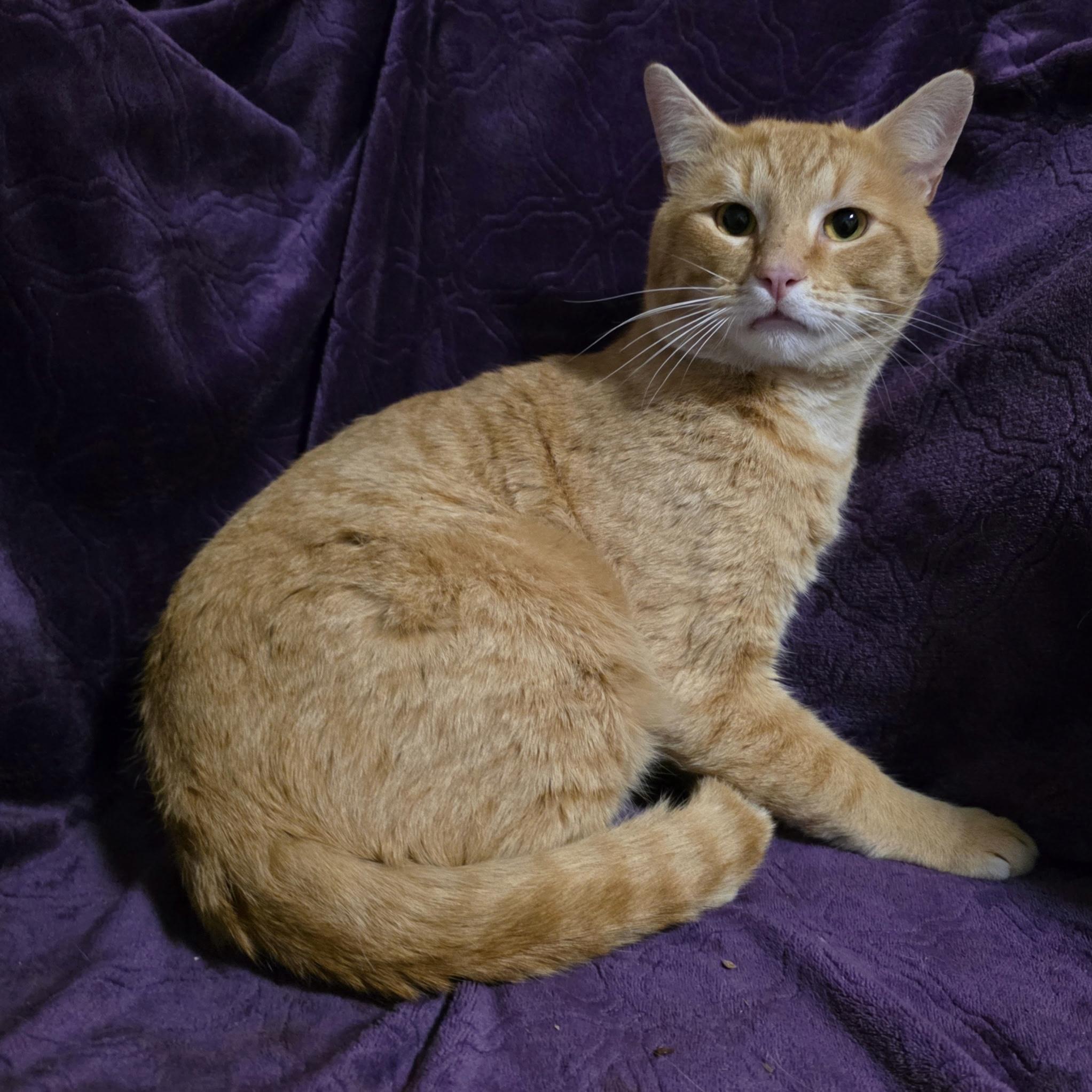 Daddy Mac, ADOPTABLE, Adult Male Domestic Short Hair.