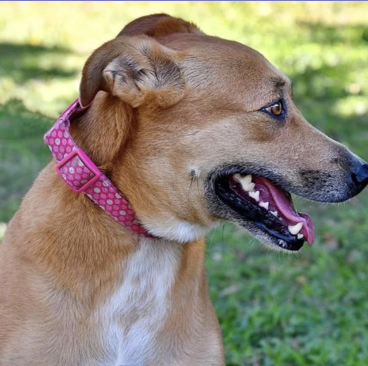 Enlarge Saskia, a Adoptable mixed breed in EL COLORADO, JAL image 1/4