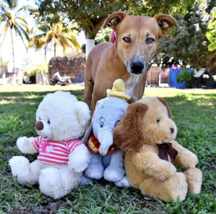 Enlarge Saskia, a Adoptable mixed breed in EL COLORADO, JAL image 2/4