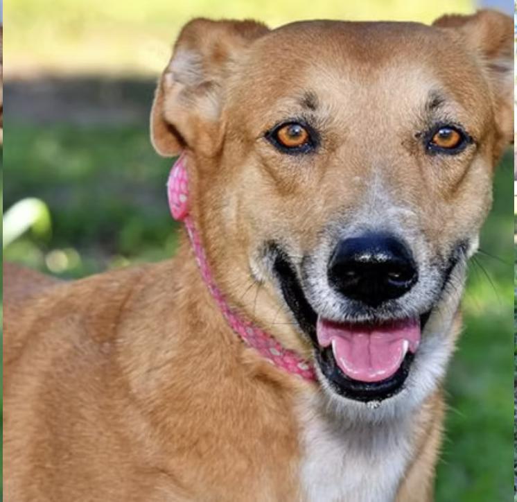 Saskia, an adoptable Mixed Breed in EL COLORADO, JAL, 48265 | Photo Image 3