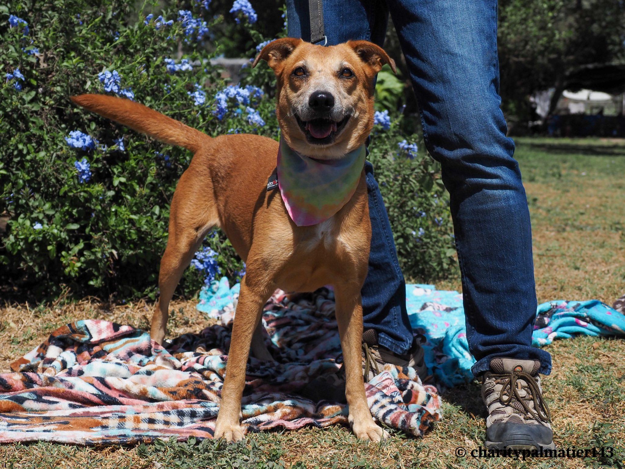 Enlarge Saskia, a Adoptable mixed breed in EL COLORADO, JAL image 4/4