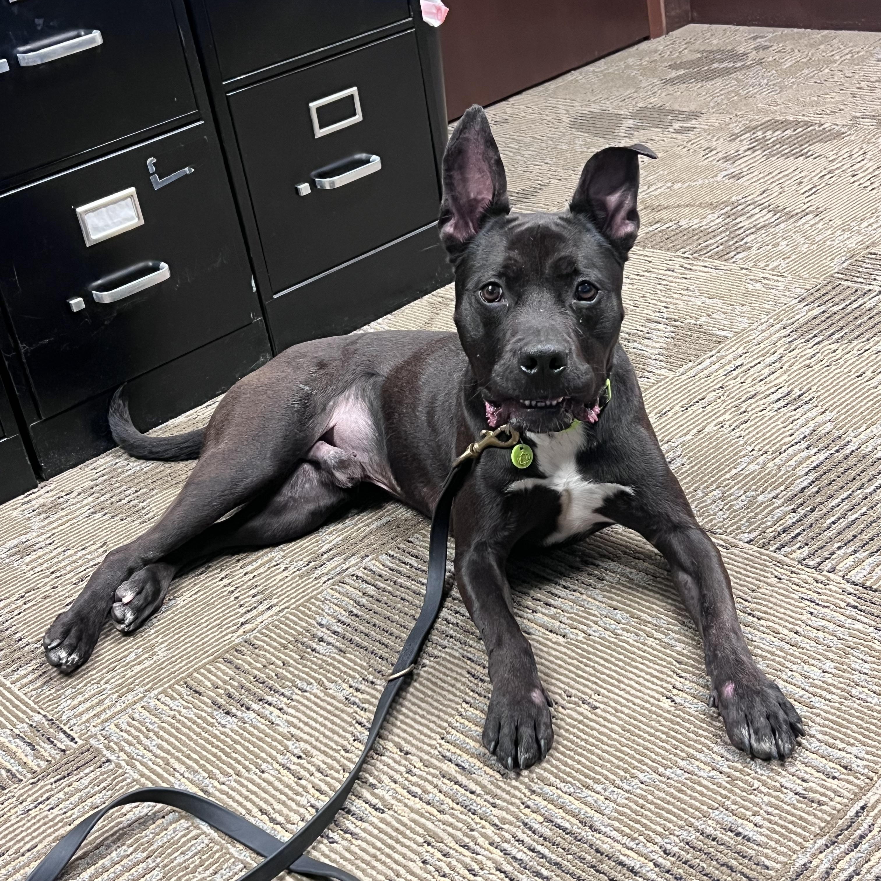 Enlarge Levi, a Adoptable Pit Bull Terrier in Blanchard, OK image 1/4