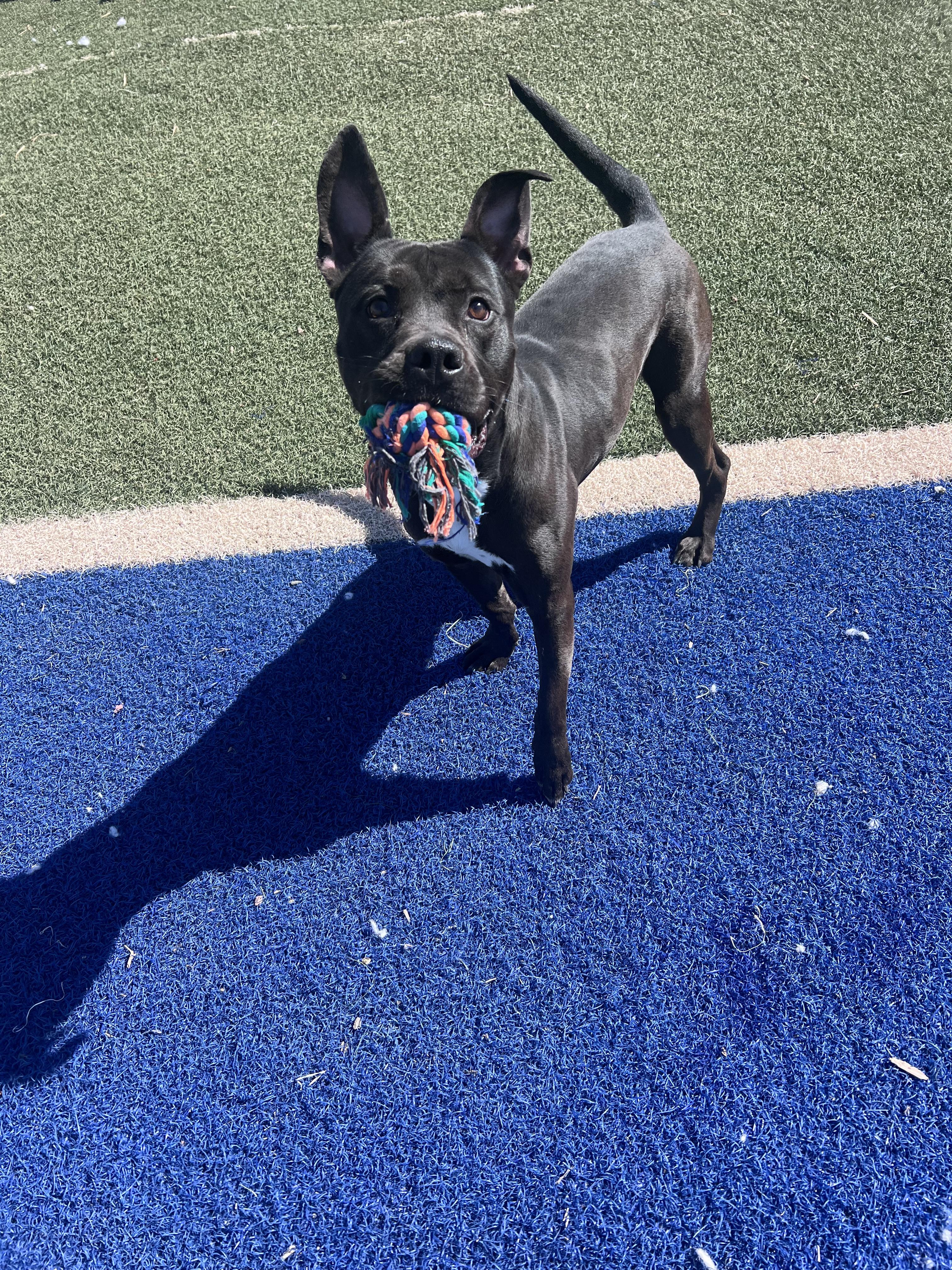 Levi, ADOPTABLE, Adult Male Pit Bull Terrier.