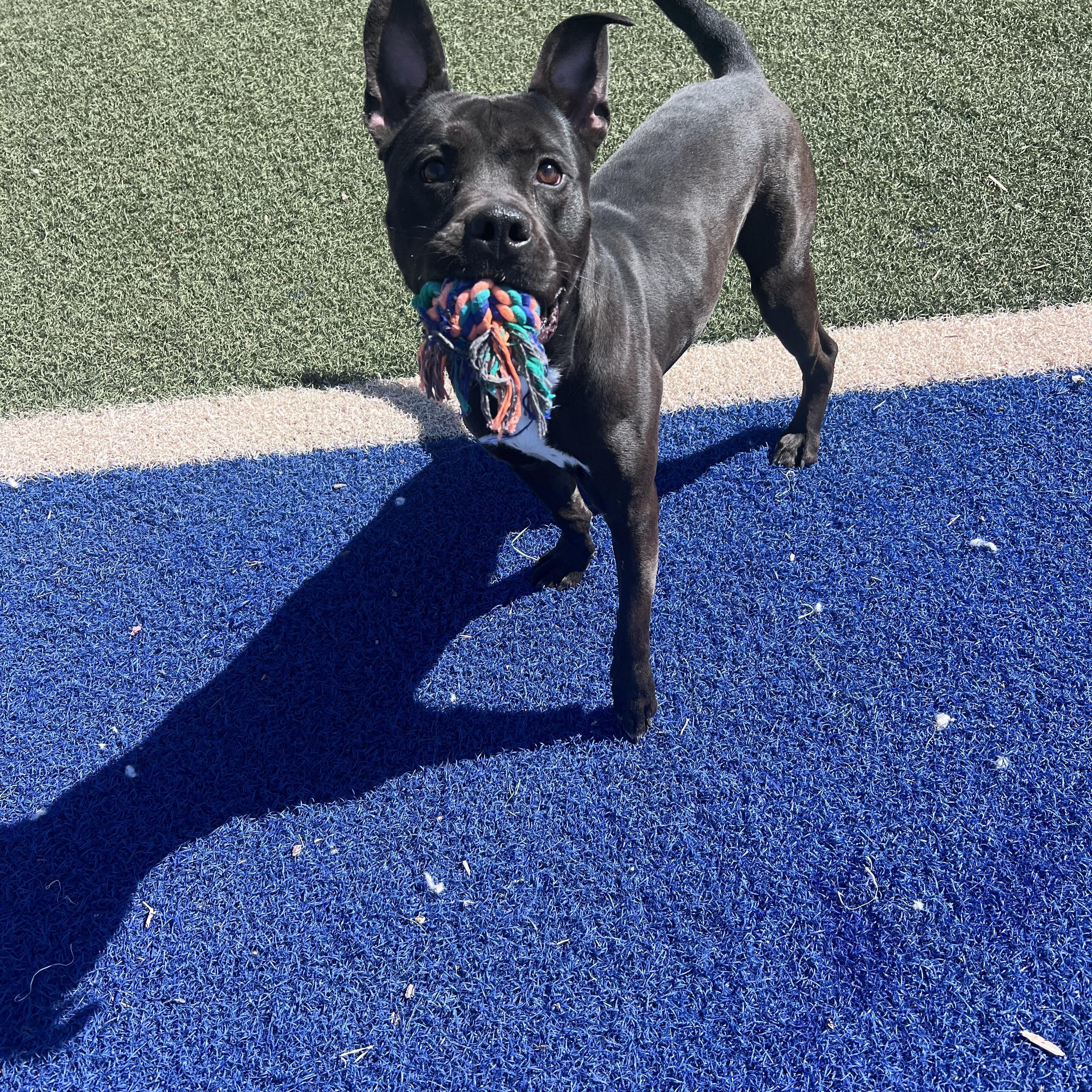 Enlarge Levi, a Adoptable Pit Bull Terrier in Blanchard, OK image 2/4