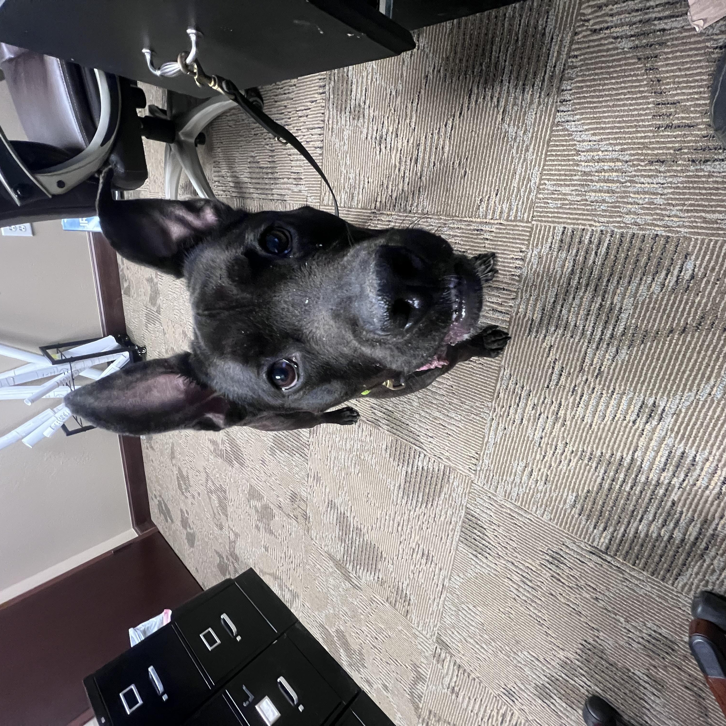 Enlarge Levi, a Adoptable Pit Bull Terrier in Blanchard, OK image 3/4