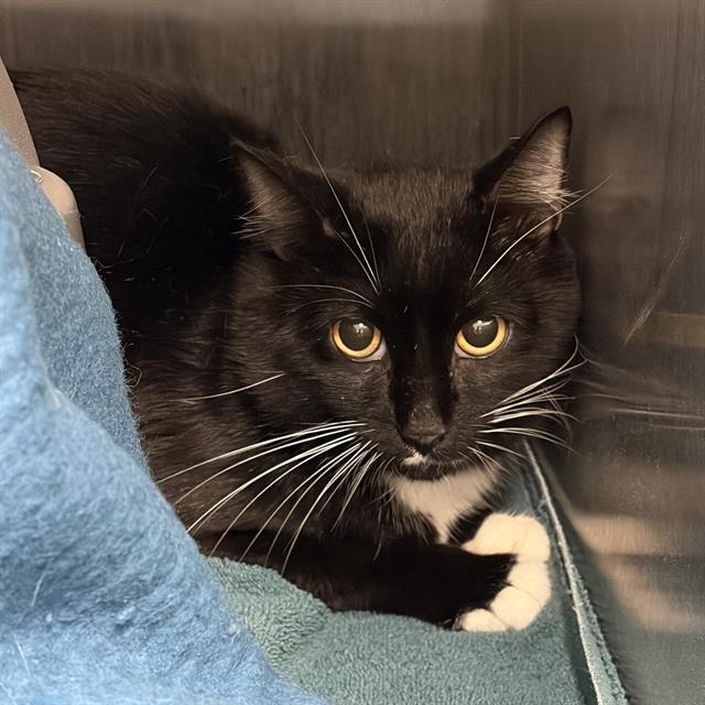 VCR, Adoptable, Young Male Domestic Medium Hair.
