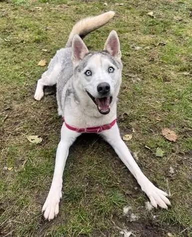Nola OHD-088-25, Adoptable, Adult Female Husky.