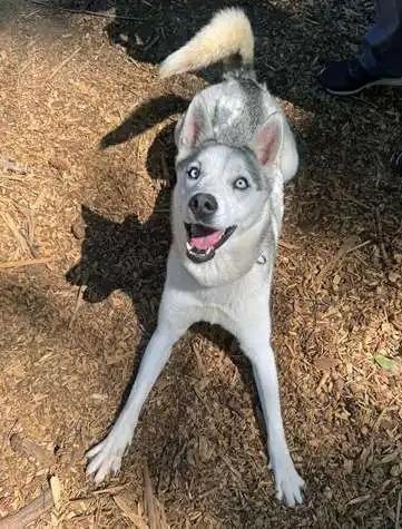 Enlarge Nola OHD-088-25, a Adoptable Husky in Coupeville, WA image 2/6