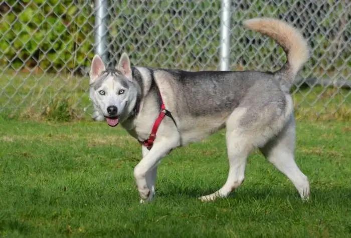 Enlarge Nola OHD-088-25, a Adoptable Husky in Coupeville, WA image 3/6