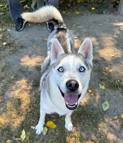 Enlarge Nola OHD-088-25, a Adoptable Husky in Coupeville, WA image 5/6